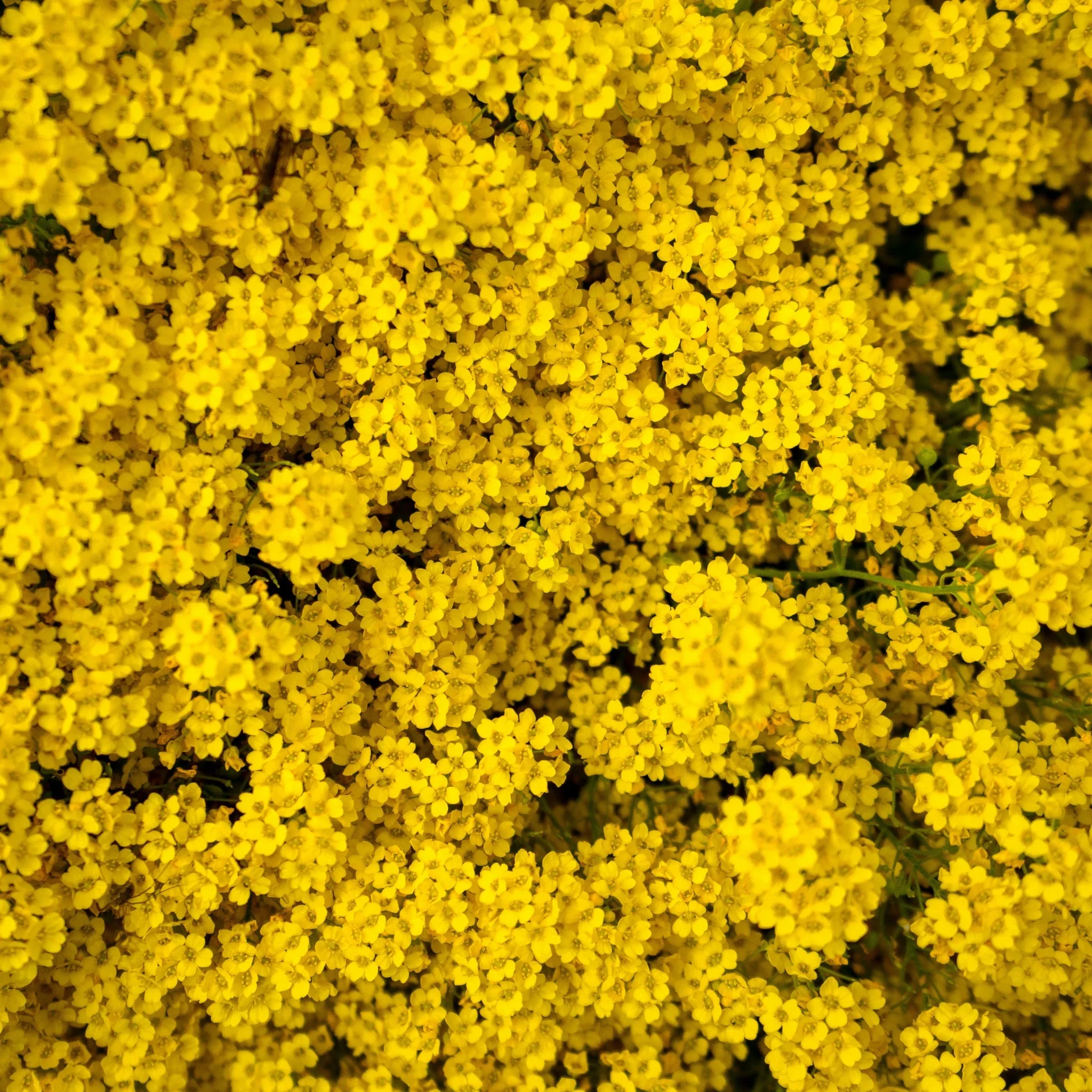 Déodorant Baume 48H - Bergamote - Image 6