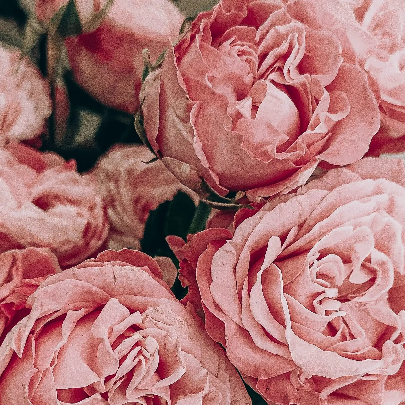 Déodorant stick rechargeable - Parfum rose-framboise - Image 5