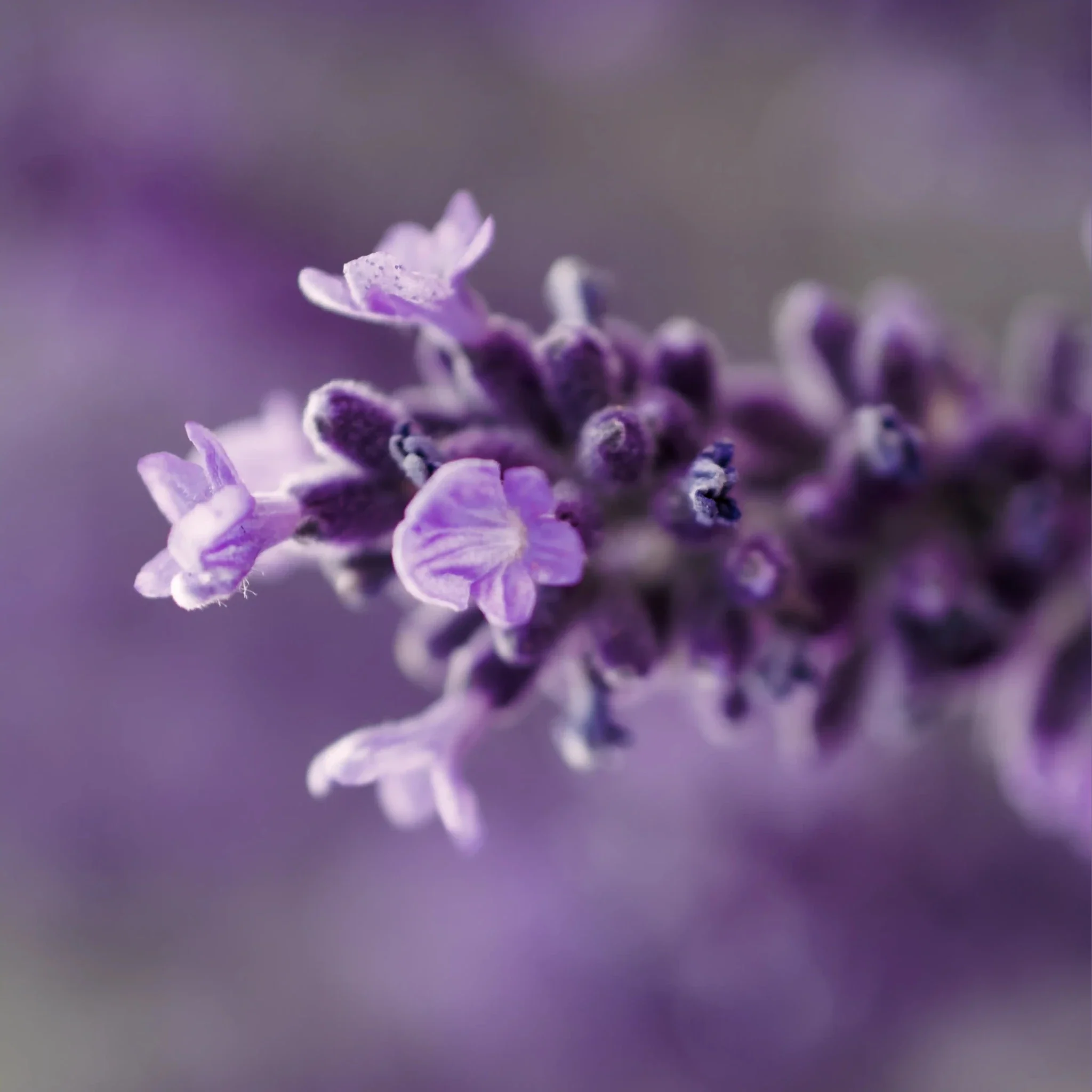 Sérum Liftant Collagène - Image 7