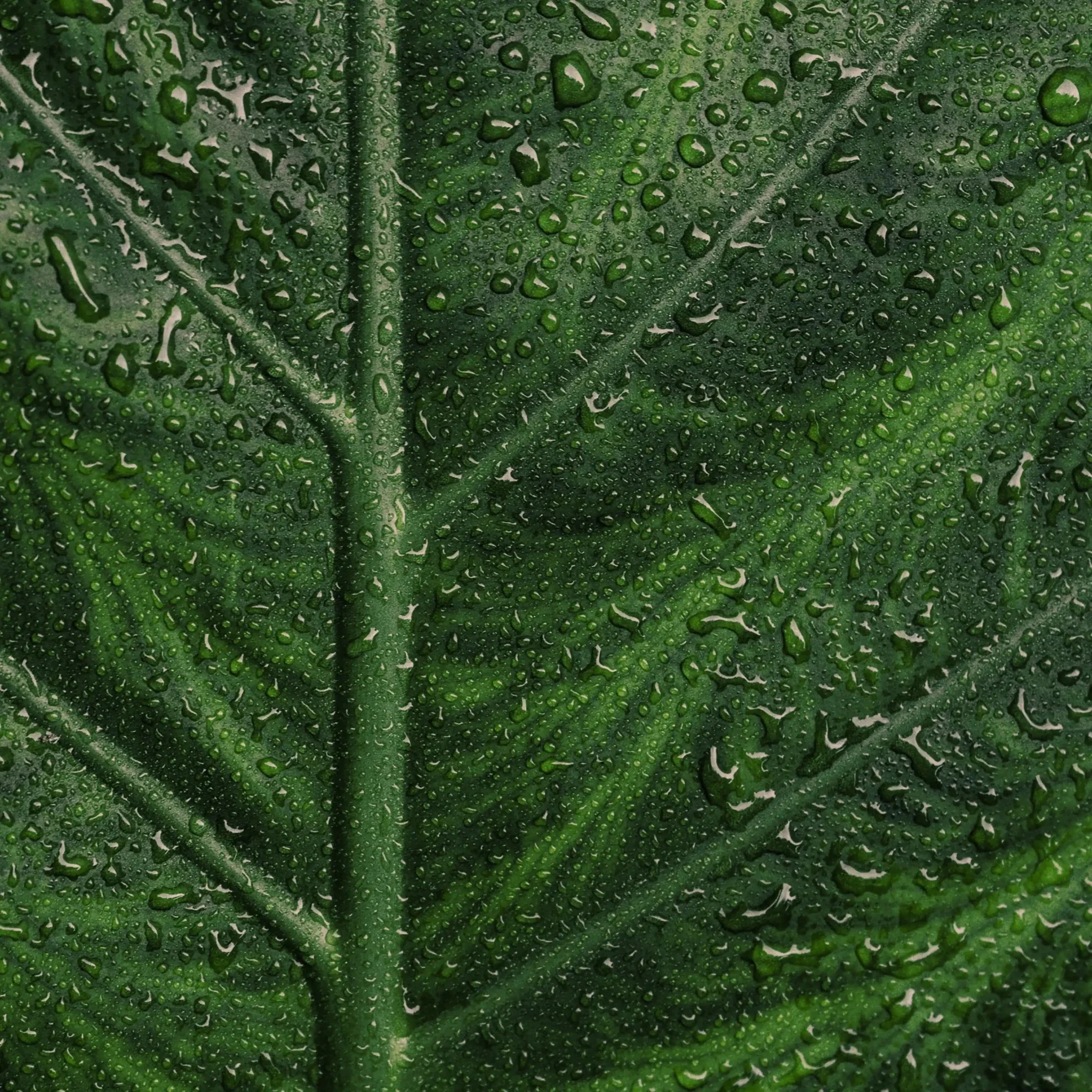 Sérum Purifiant - Image 7