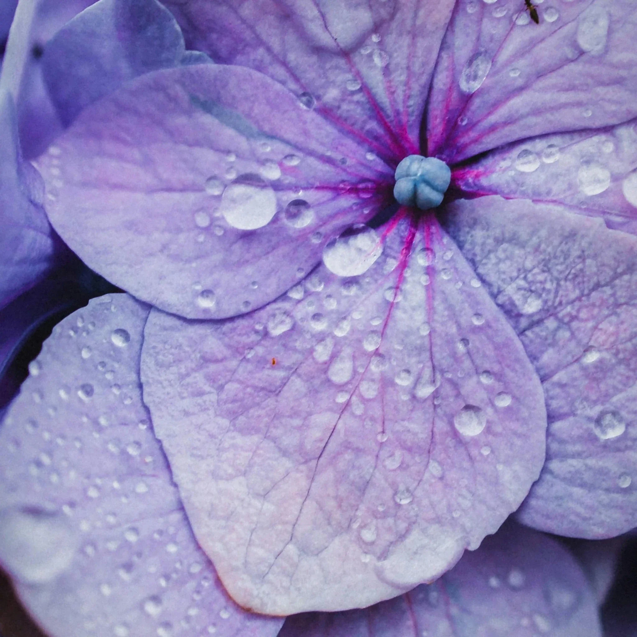 Routine Complète Anti-Âge Repulpant - Image 7